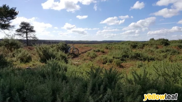 New Forest Mountain Biking