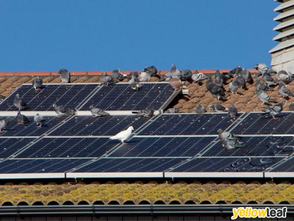 Solar Panel Bird Proofing Scotland