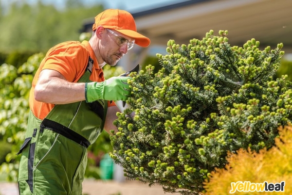 Colchester Tree Surgeon and Arborist