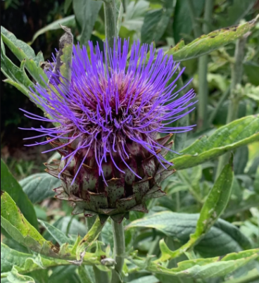 Sacred Herbs