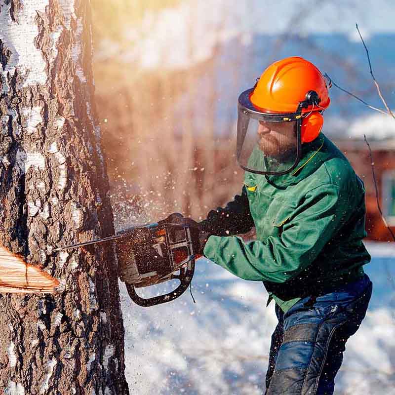 Trondheim Treservice - Trefelling Og Trepleie Ekspert