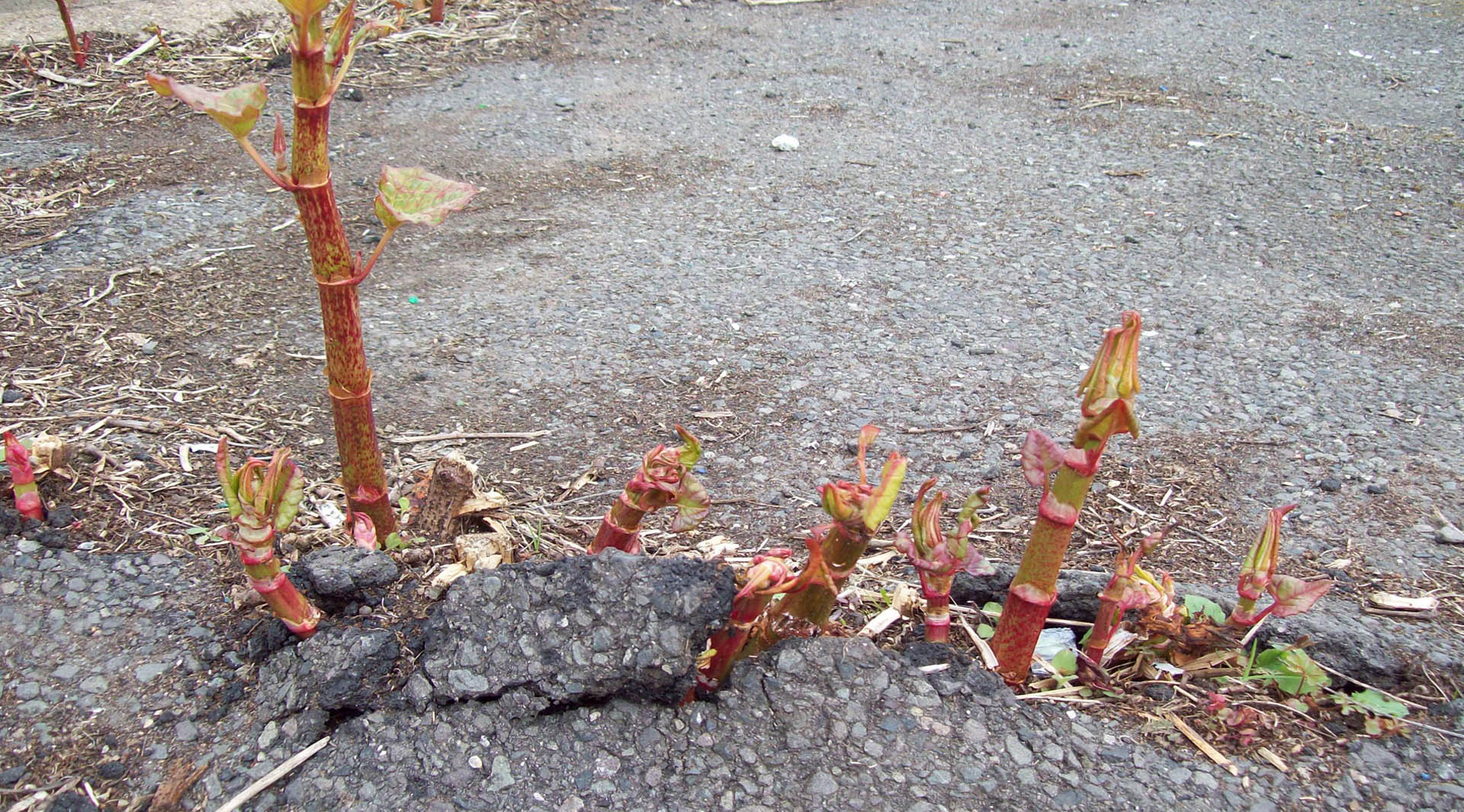 Invasive Vegetation Management - Japanese Knotweed Removal Cambridgeshire