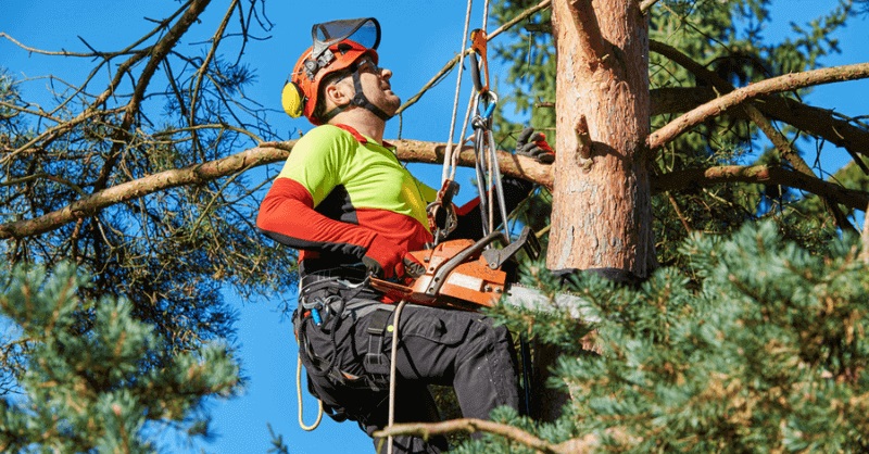 Tree Surgeon Edinburgh