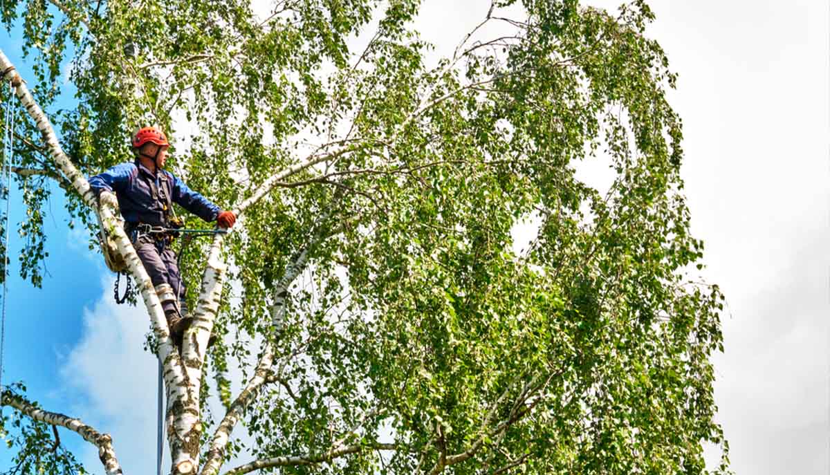 Leicester Tree Services