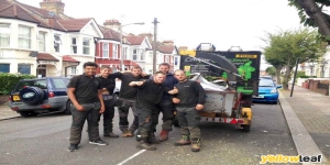 Surrey Tree Services