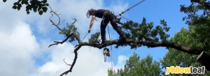 ATC Tree Surgeons